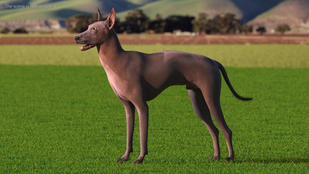 Xoloitzcuintle Dog Bronze Fur Rigged(1) 3D model