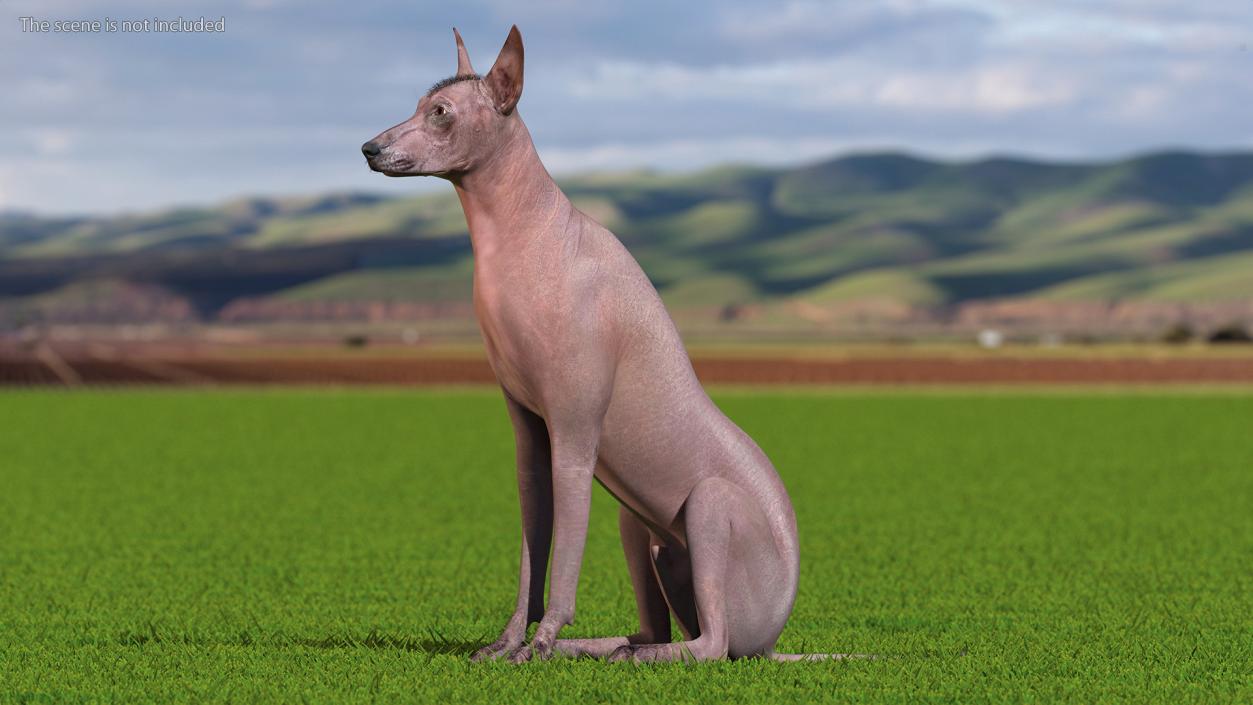 Xoloitzcuintle Dog Bronze Fur Rigged(1) 3D model