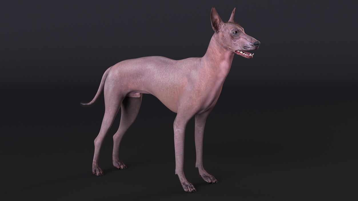 Xoloitzcuintle Dog Bronze Fur Rigged(1) 3D model