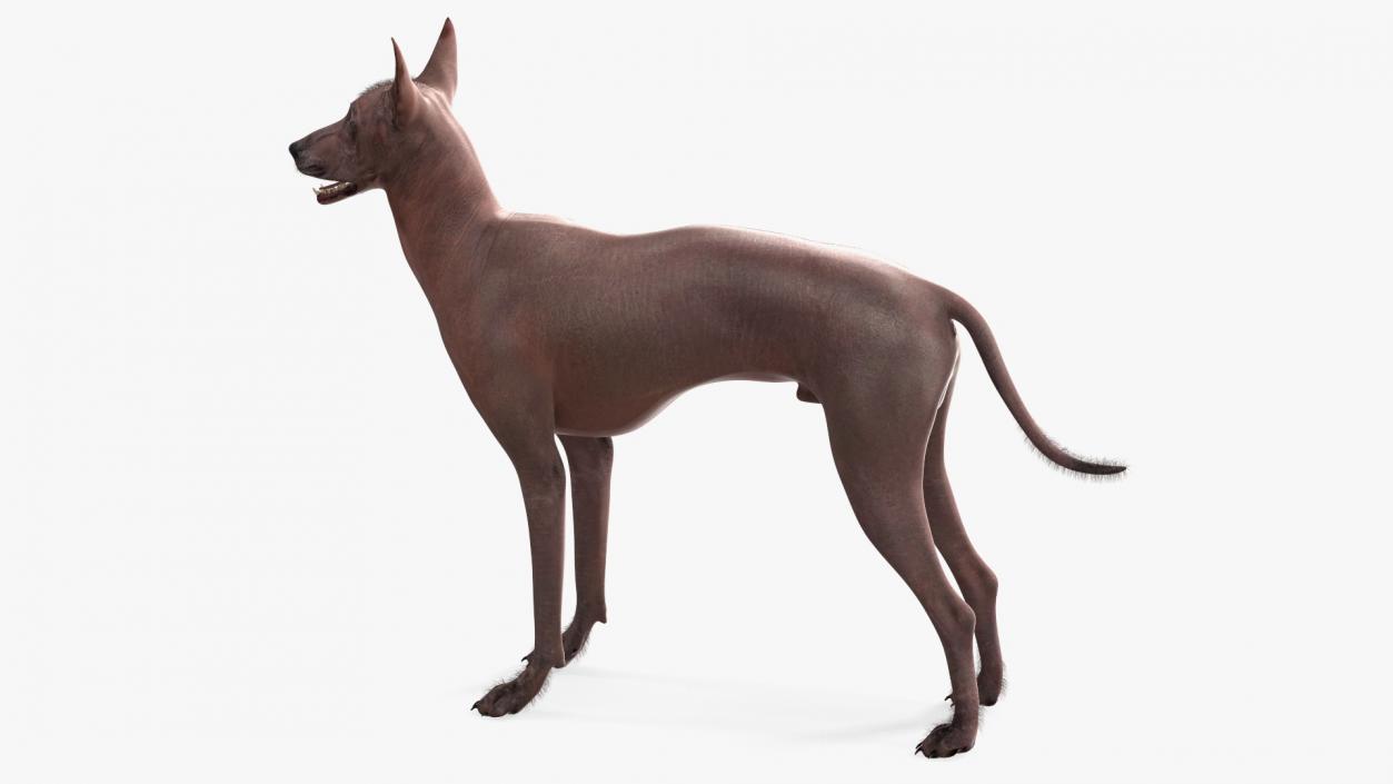 Xoloitzcuintle Dog Bronze Fur Rigged(1) 3D model