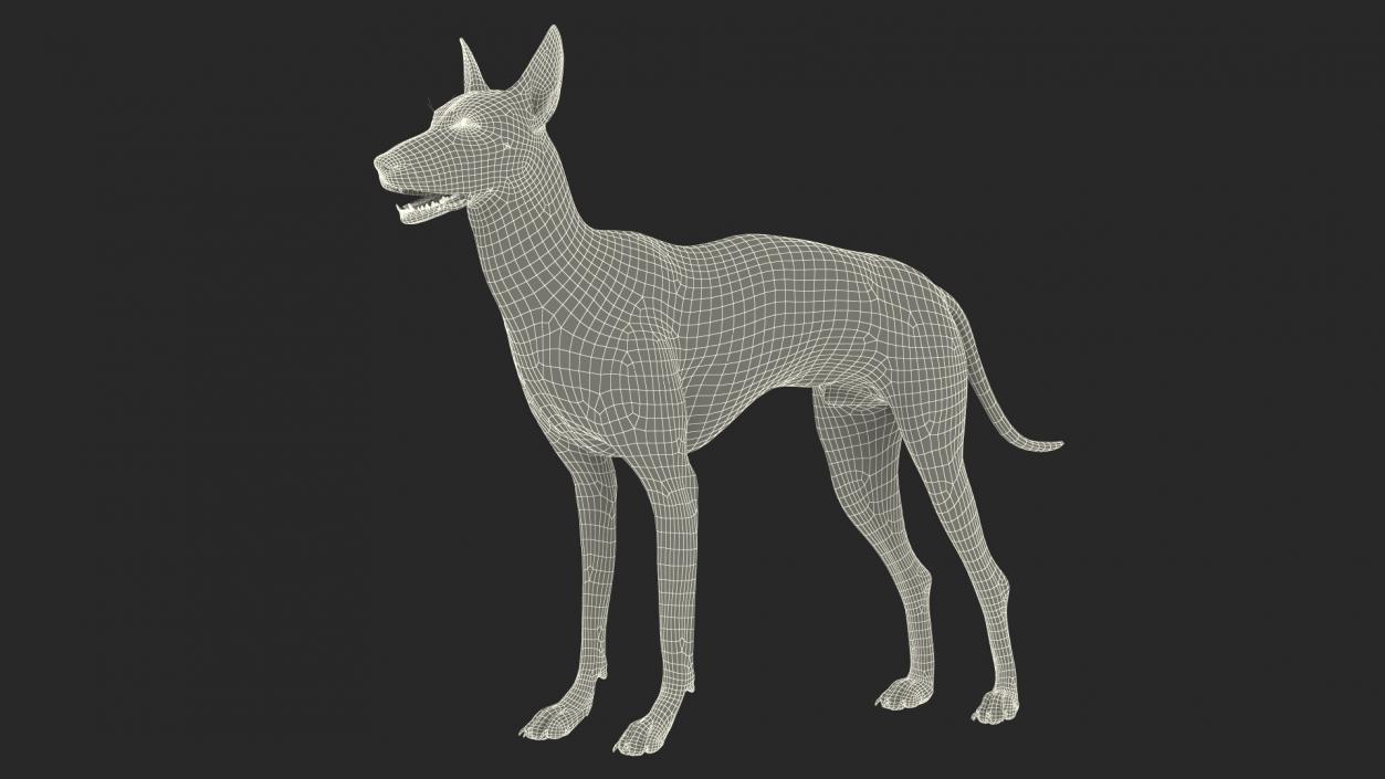 Xoloitzcuintle Dog Bronze Fur Rigged(1) 3D model