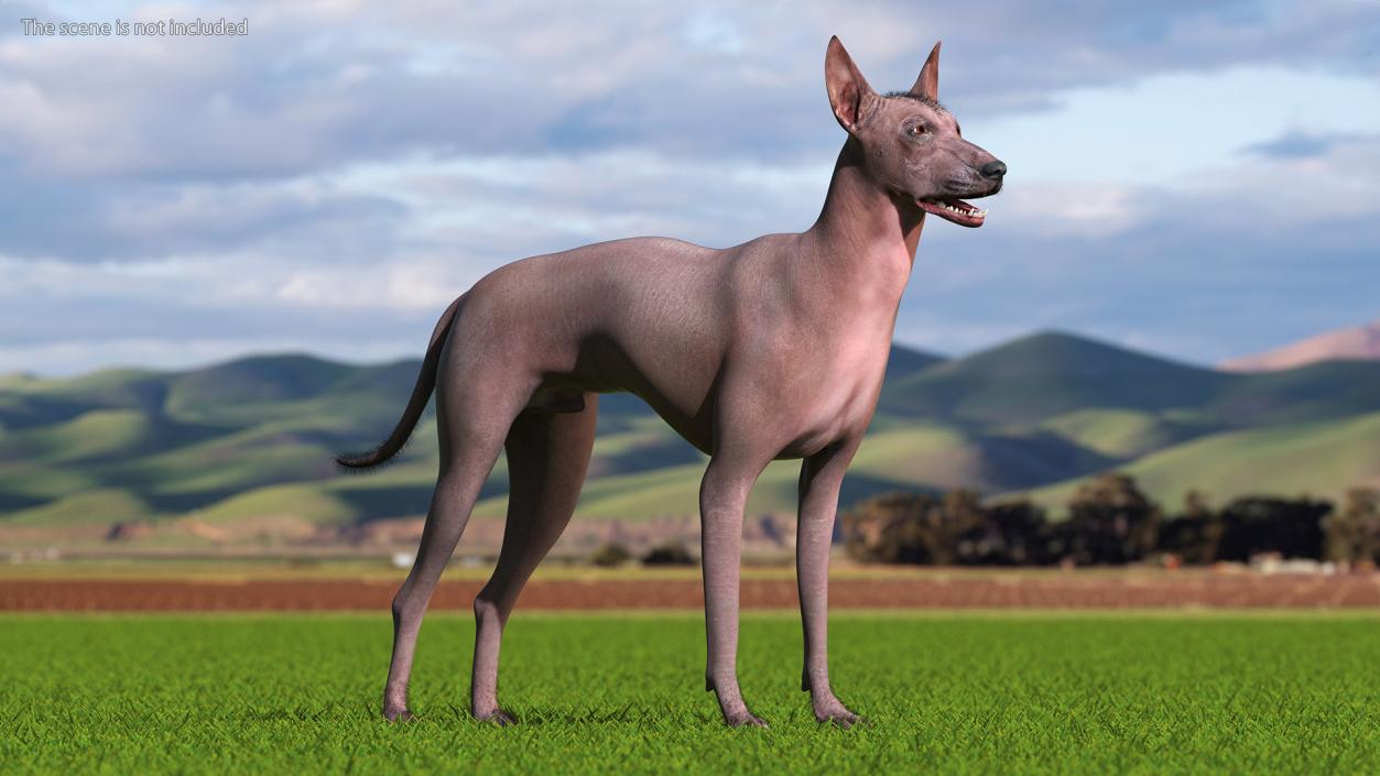 Xoloitzcuintle Dog Bronze Fur Rigged(1) 3D model