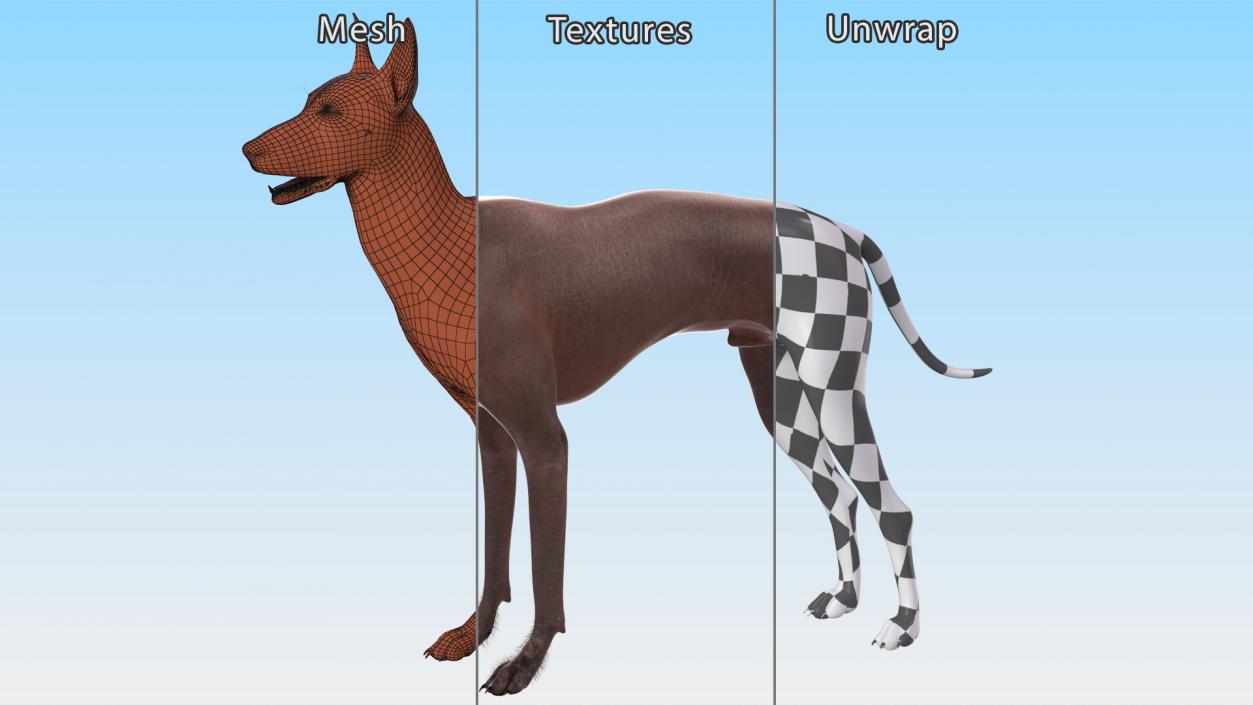 Xoloitzcuintle Dog Bronze Fur Rigged(1) 3D model