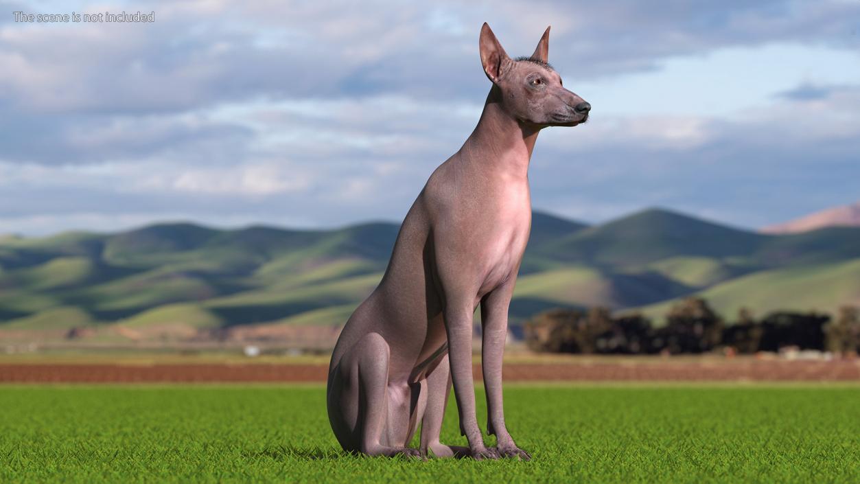 Xoloitzcuintle Dog Bronze Fur Rigged(1) 3D model