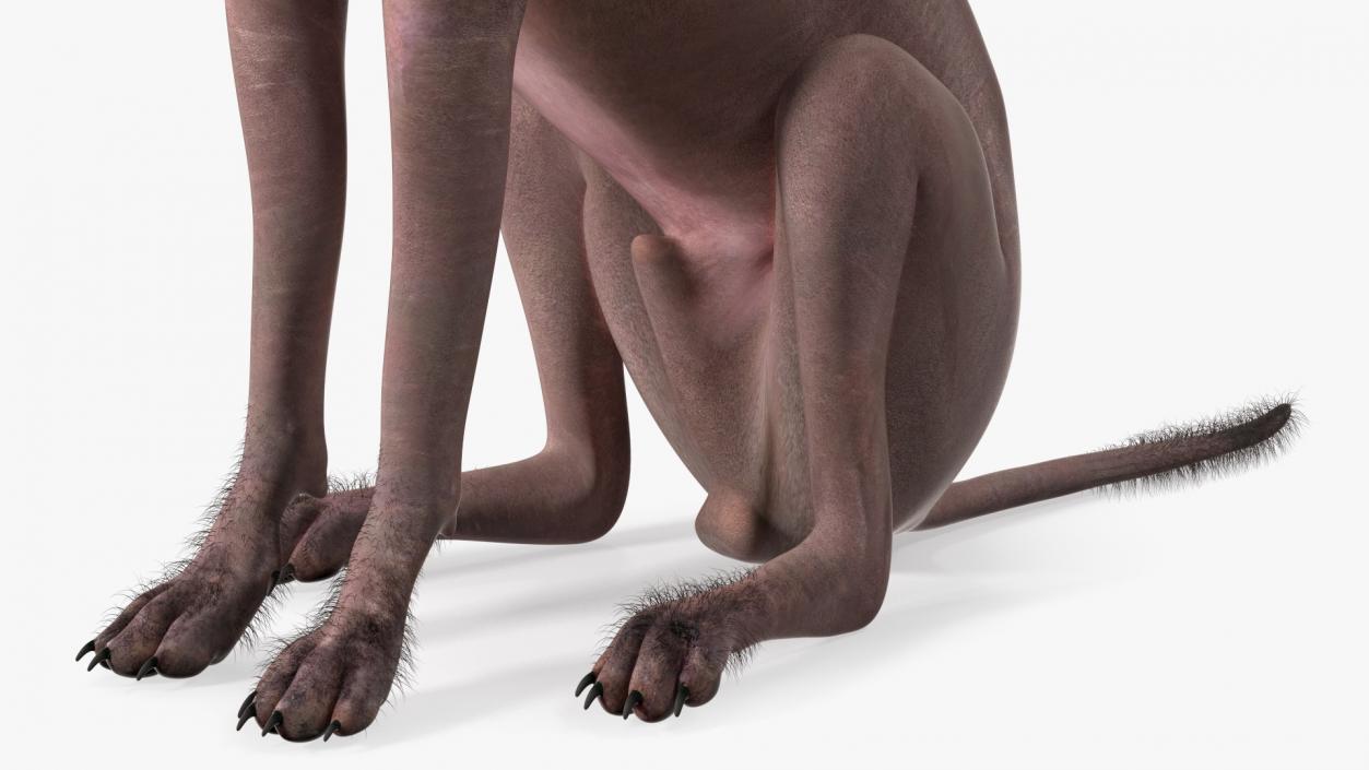 Xoloitzcuintle Dog Bronze Fur Rigged(1) 3D model