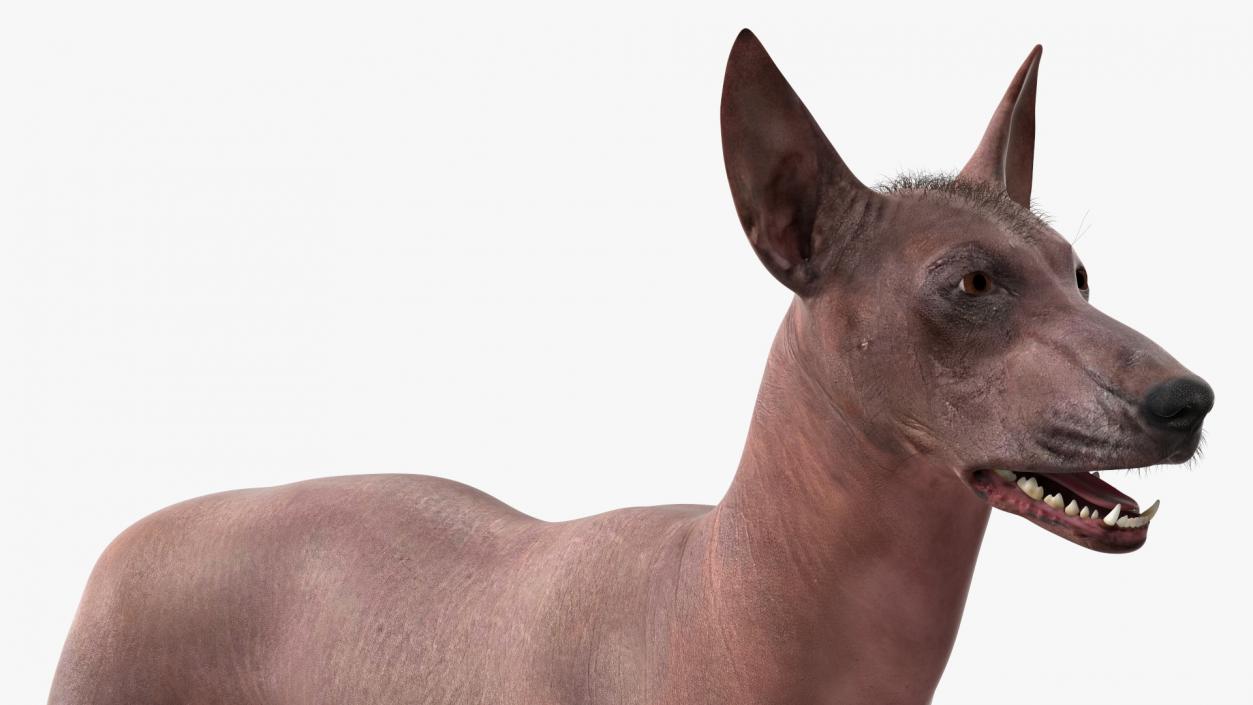 Xoloitzcuintle Dog Bronze Fur Rigged(1) 3D model