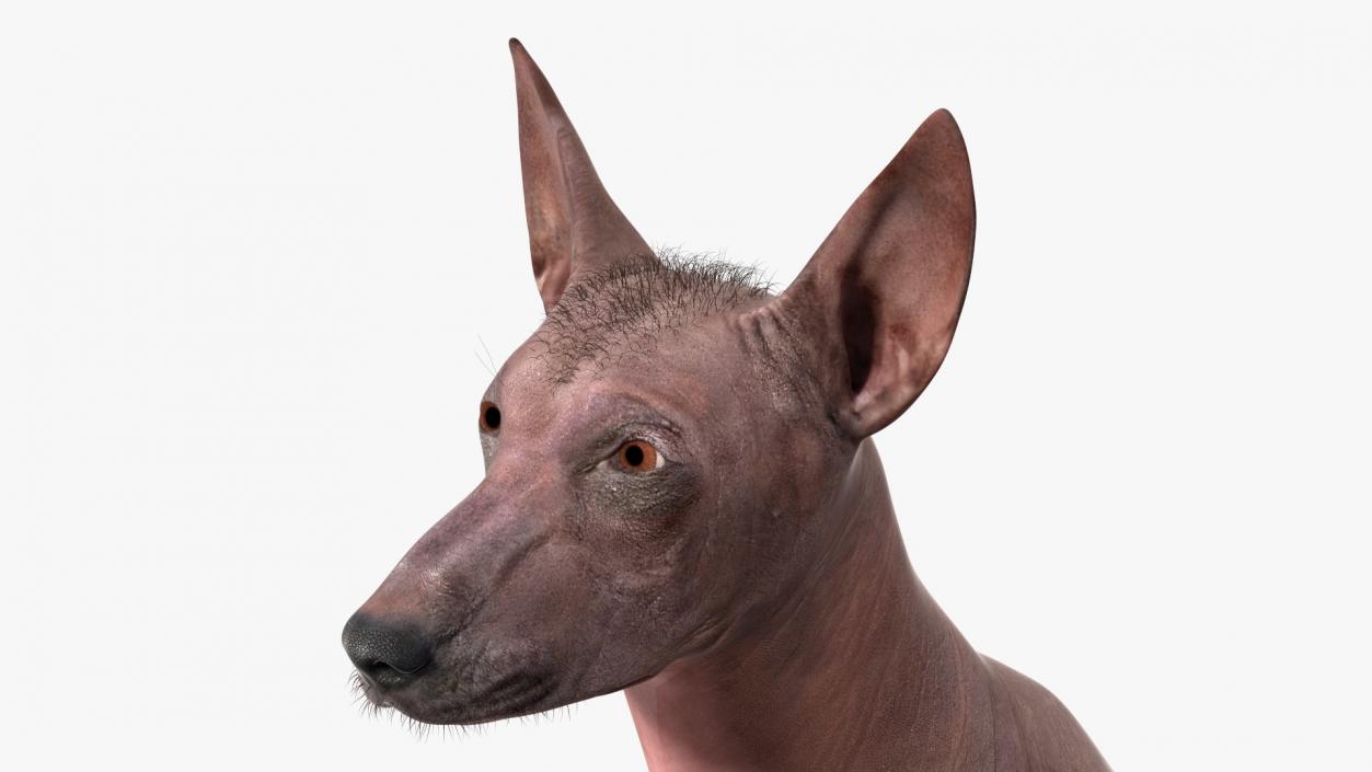 Xoloitzcuintle Dog Bronze Fur Rigged(1) 3D model