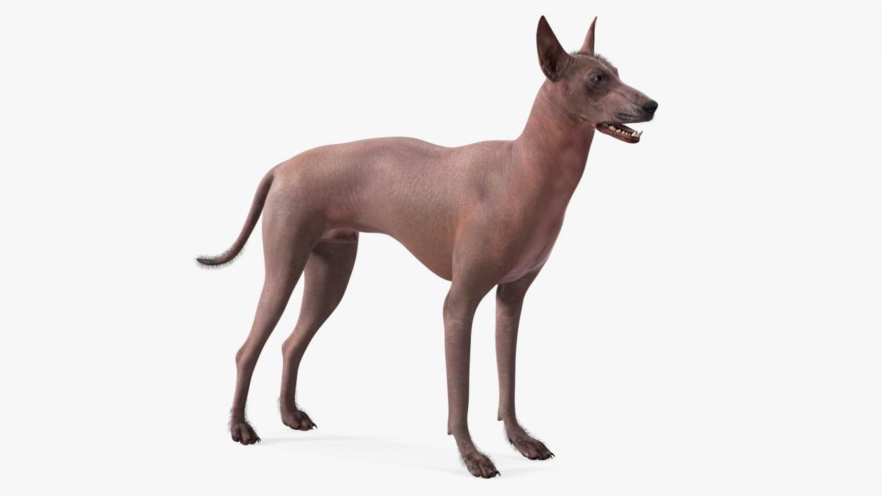 Xoloitzcuintle Dog Bronze Fur Rigged(1) 3D model