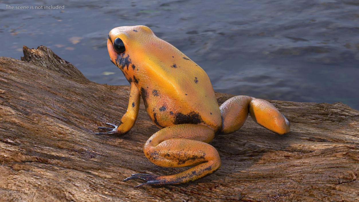 Poisonous Dart Frog Orange Morph Rigged 3D model