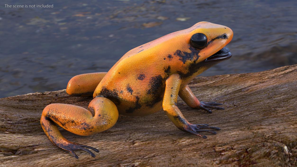 Poisonous Dart Frog Orange Morph Rigged 3D model