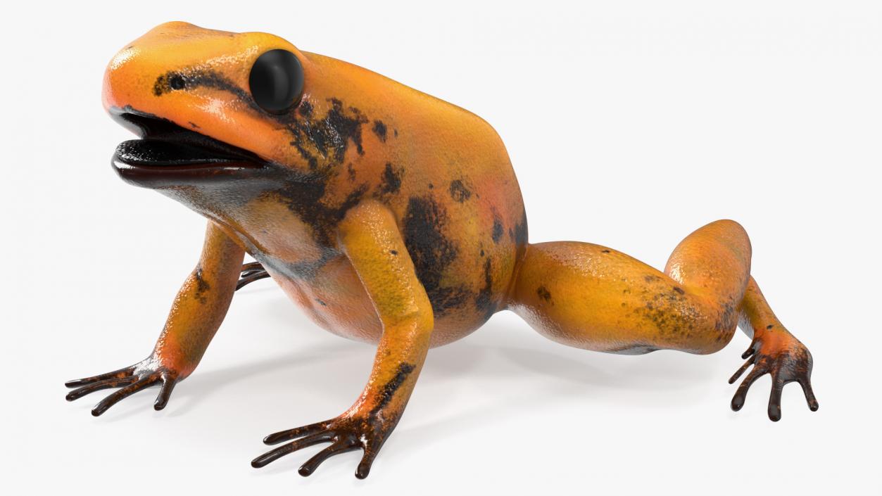 Poisonous Dart Frog Orange Morph Rigged 3D model