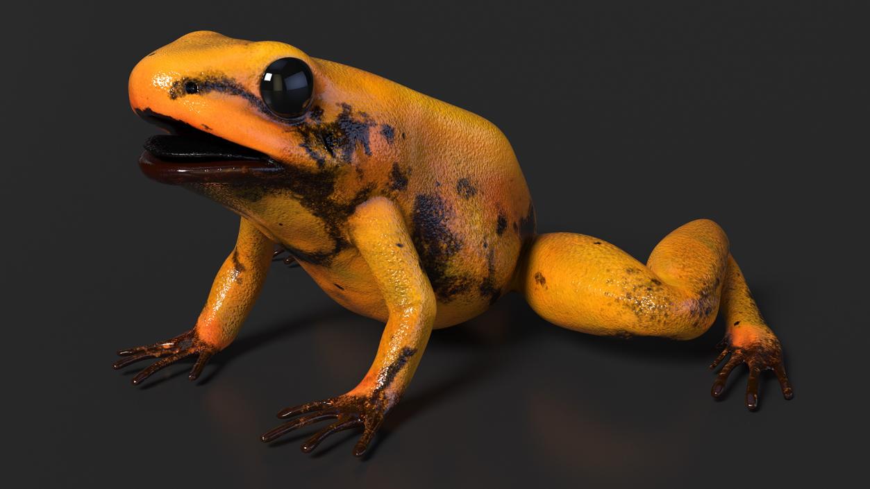 Poisonous Dart Frog Orange Morph Rigged 3D model