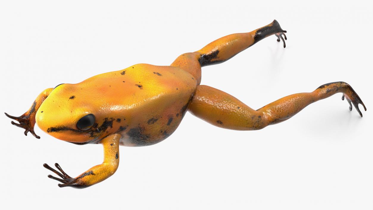 Poisonous Dart Frog Orange Morph Rigged 3D model