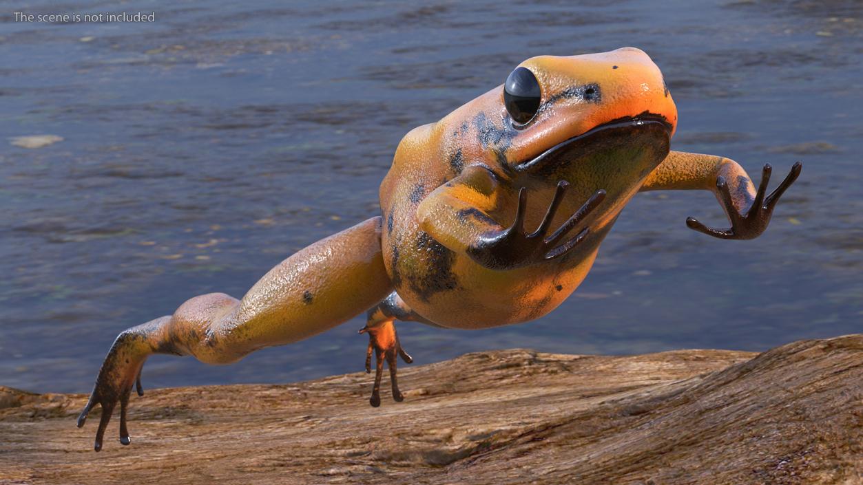 Poisonous Dart Frog Orange Morph Rigged 3D model