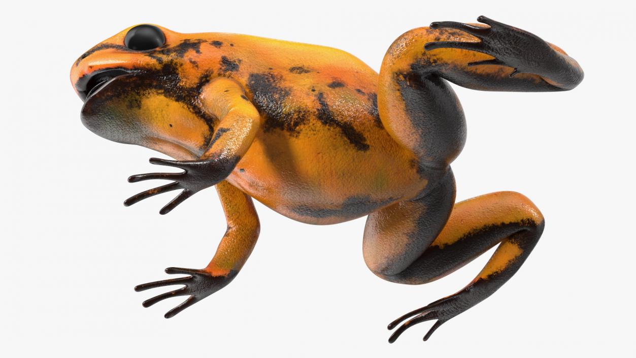 Poisonous Dart Frog Orange Morph Rigged 3D model