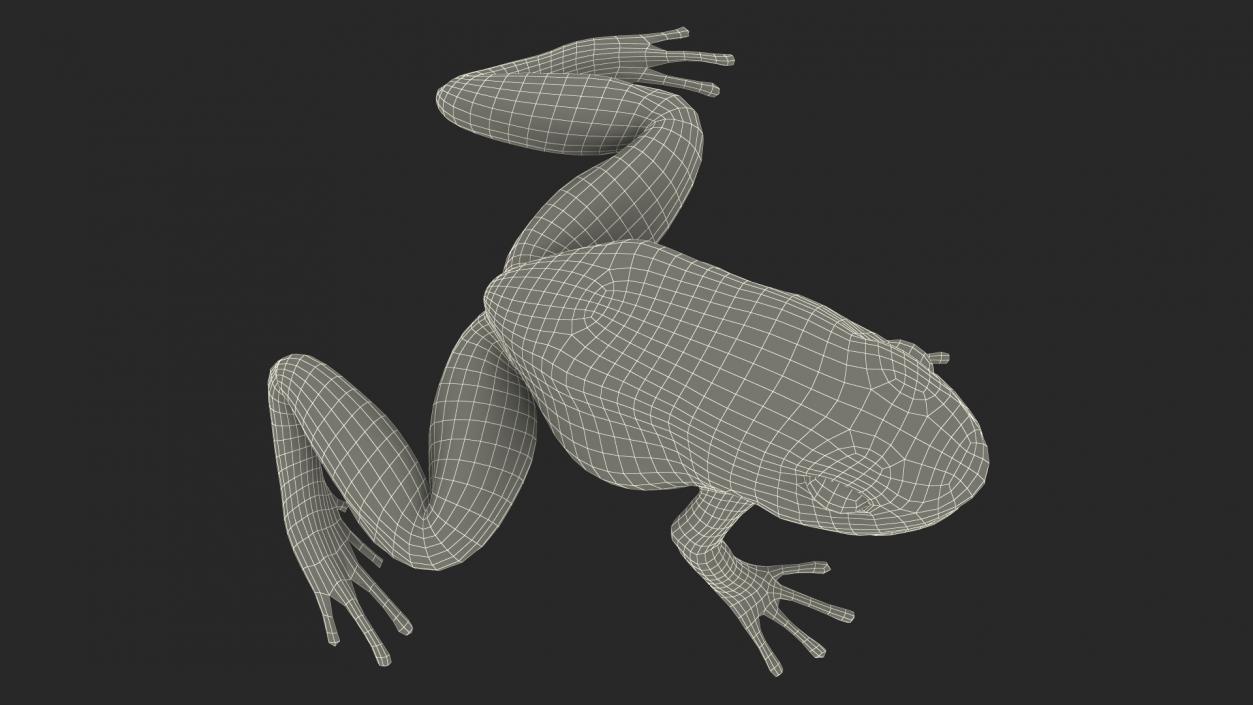 Poisonous Dart Frog Orange Morph Rigged 3D model