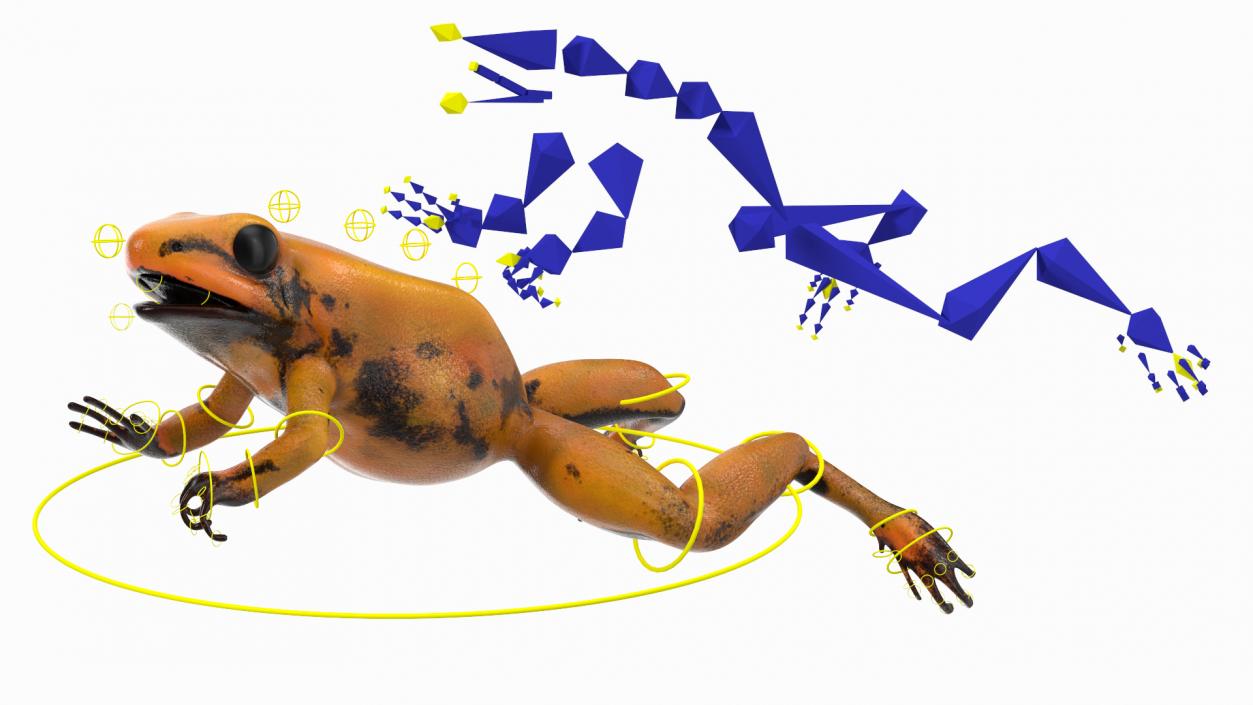 Poisonous Dart Frog Orange Morph Rigged 3D model