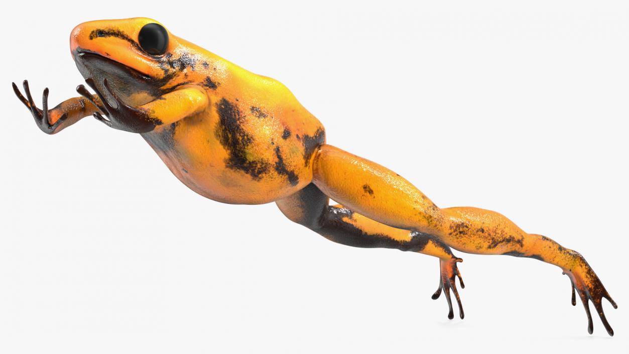 Poisonous Dart Frog Orange Morph Rigged 3D model