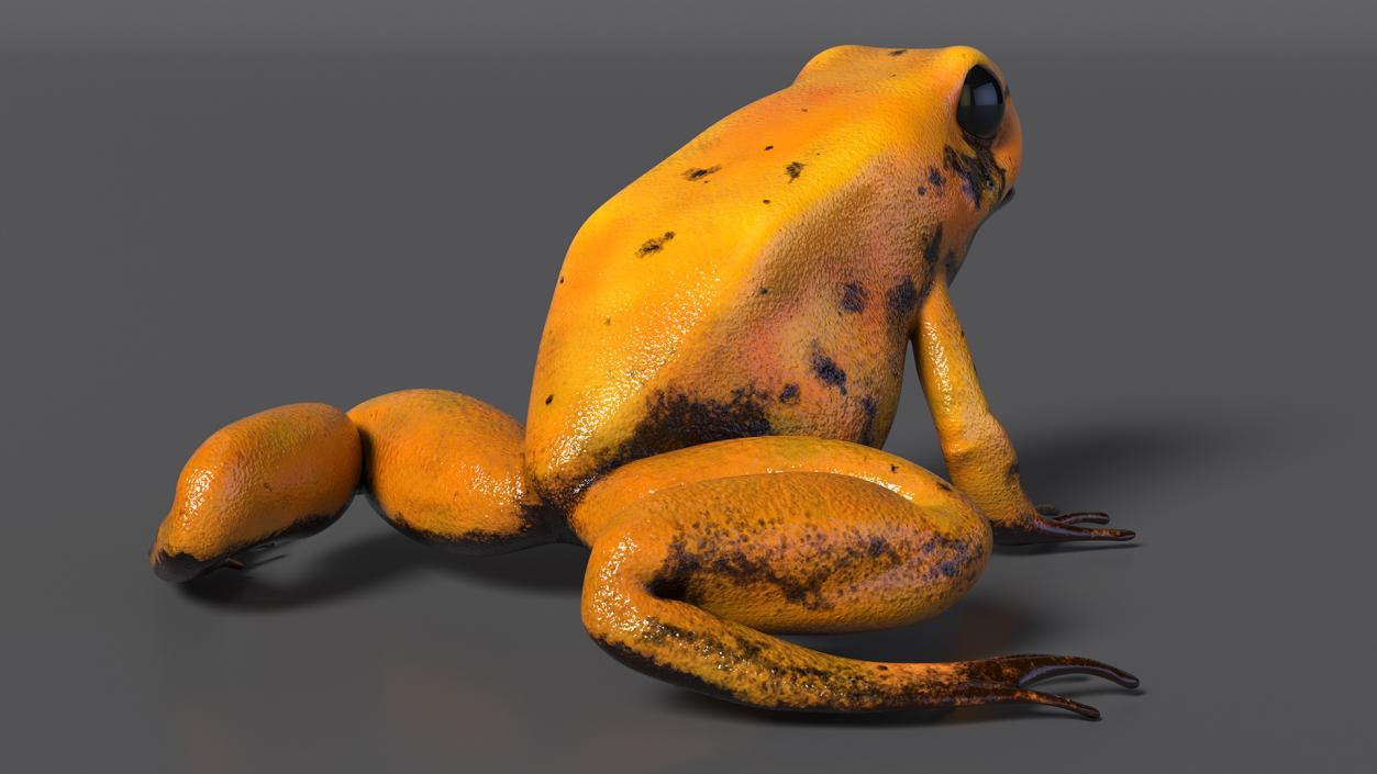 Poisonous Dart Frog Orange Morph Rigged 3D model