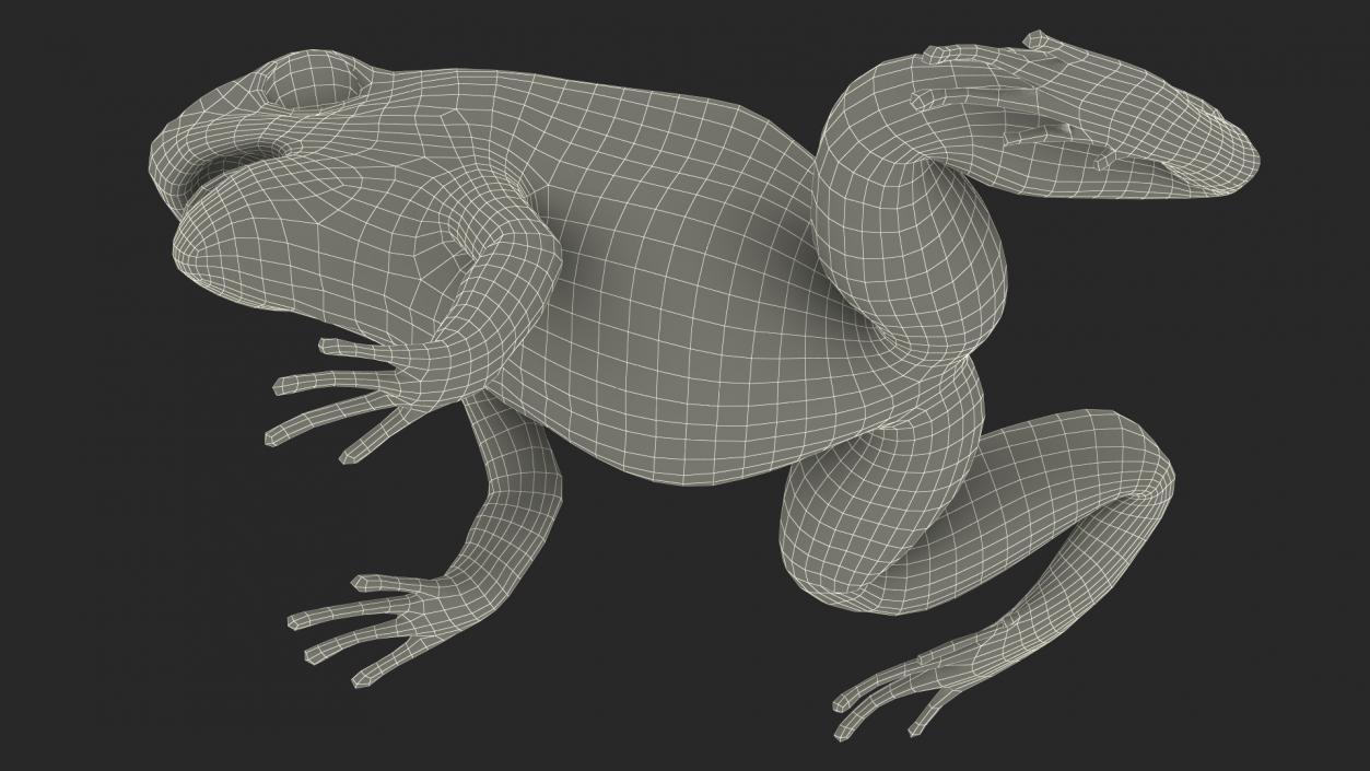 Poisonous Dart Frog Orange Morph Rigged 3D model