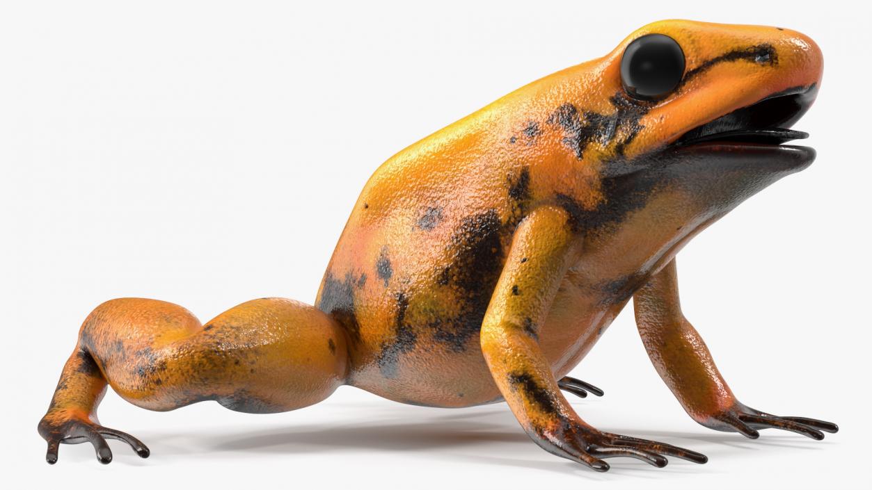 Poisonous Dart Frog Orange Morph Rigged 3D model