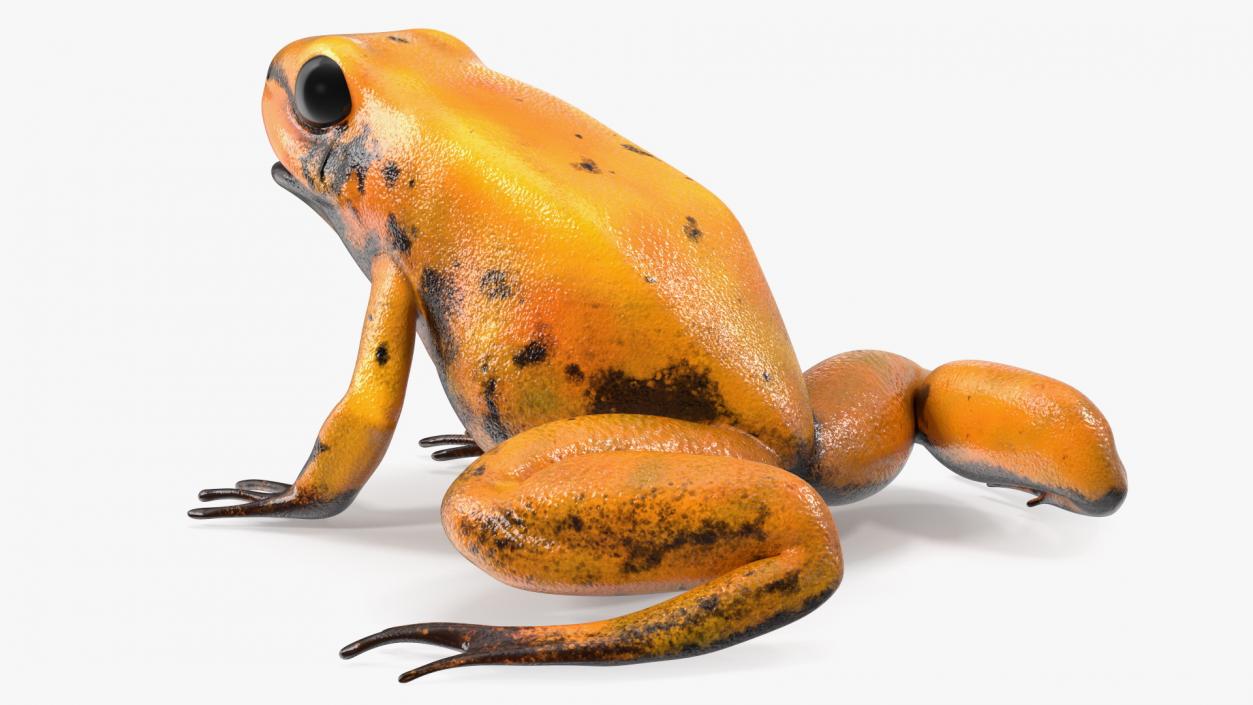 Poisonous Dart Frog Orange Morph Rigged 3D model