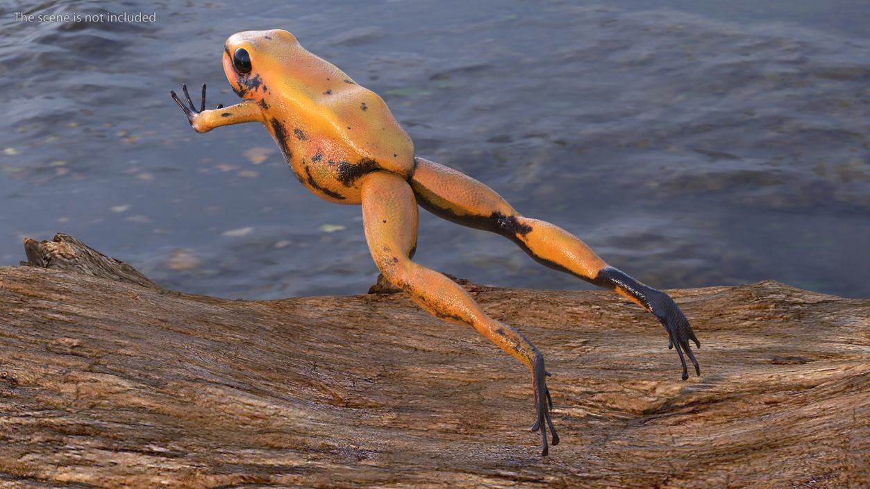 Poisonous Dart Frog Orange Morph Rigged 3D model