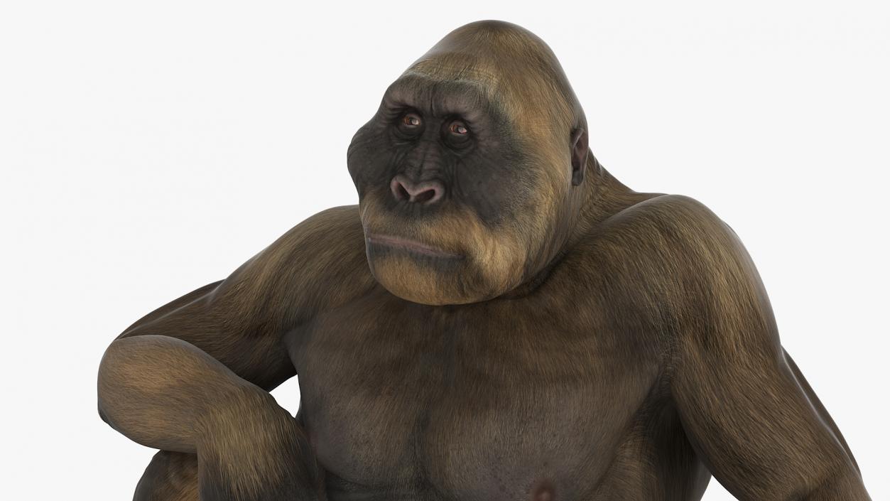 Big Ape Gigantopithecus in Sitting Pose 3D model