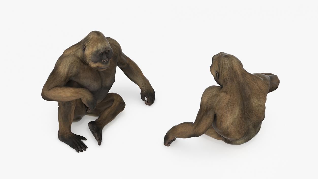 Big Ape Gigantopithecus in Sitting Pose 3D model