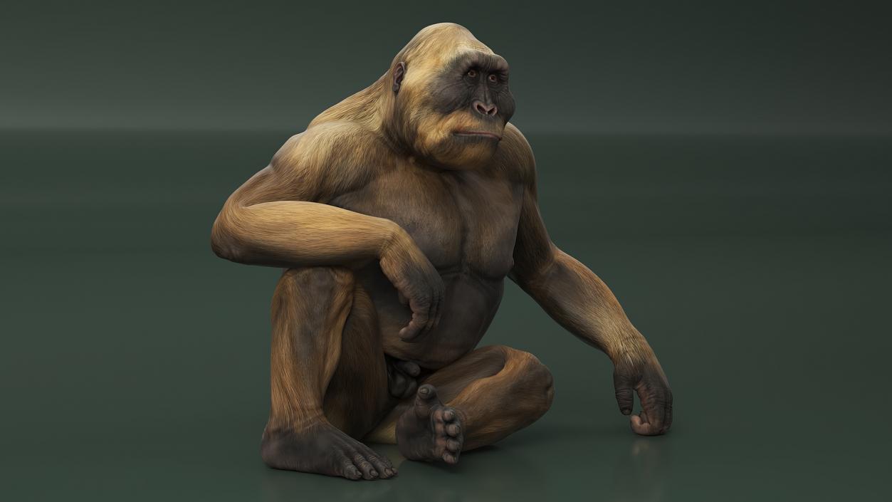 Big Ape Gigantopithecus in Sitting Pose 3D model