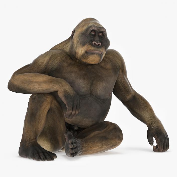 Big Ape Gigantopithecus in Sitting Pose 3D model