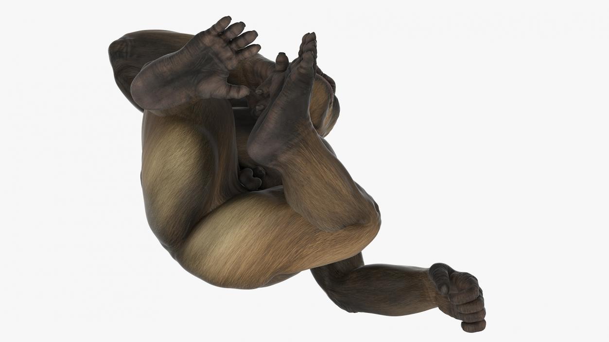 Big Ape Gigantopithecus in Sitting Pose 3D model