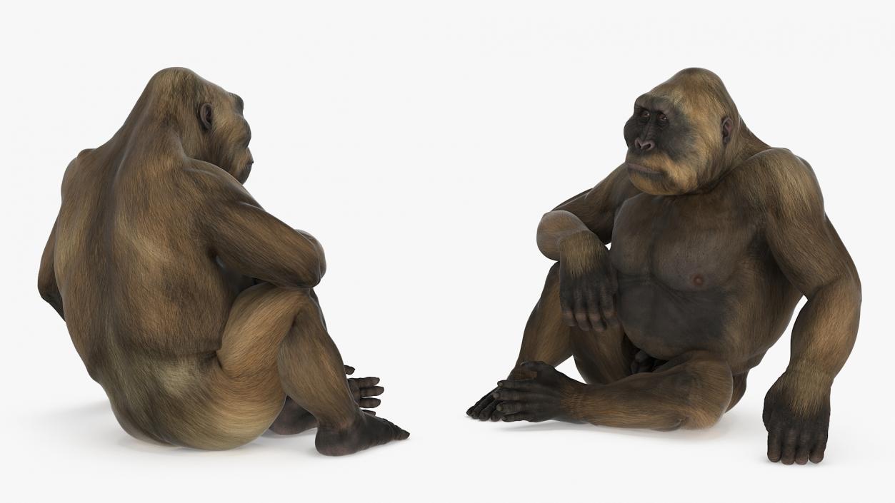 Big Ape Gigantopithecus in Sitting Pose 3D model