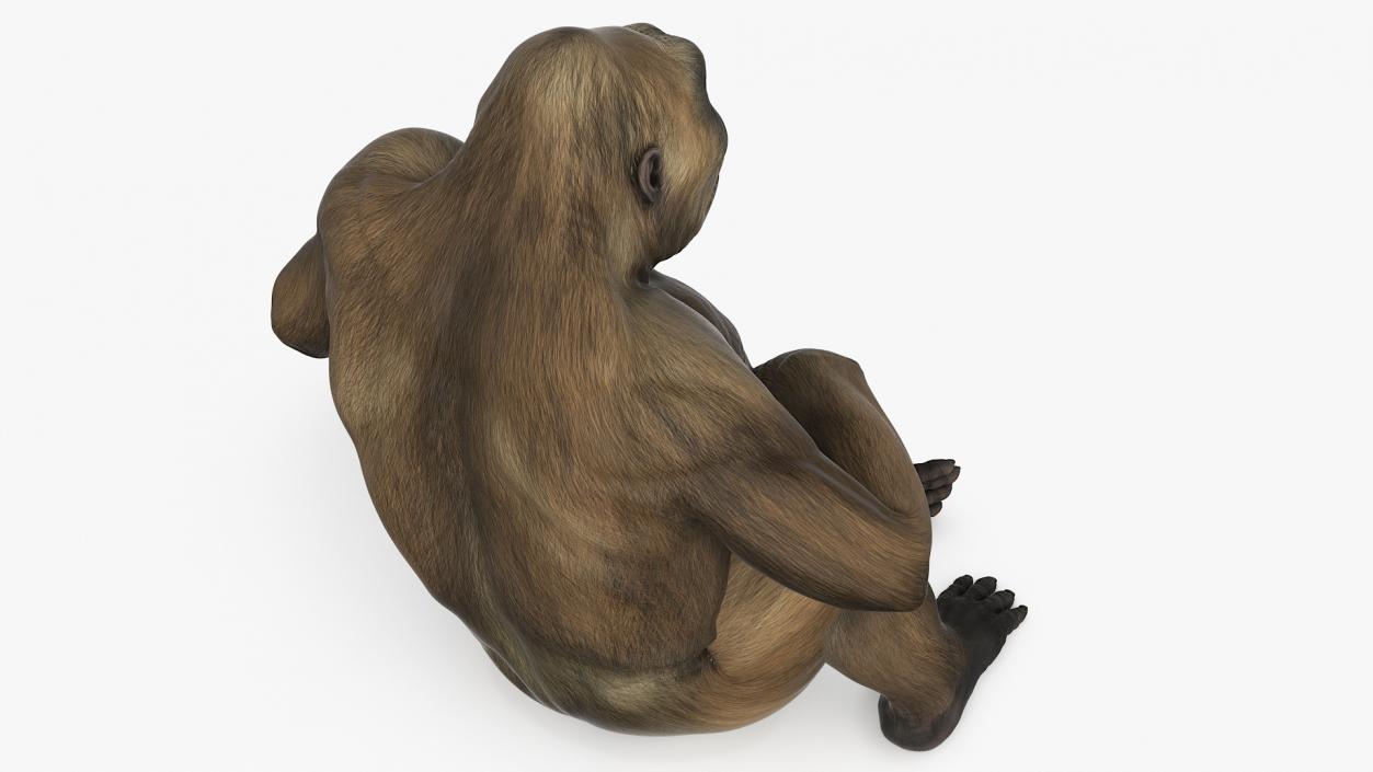 Big Ape Gigantopithecus in Sitting Pose 3D model