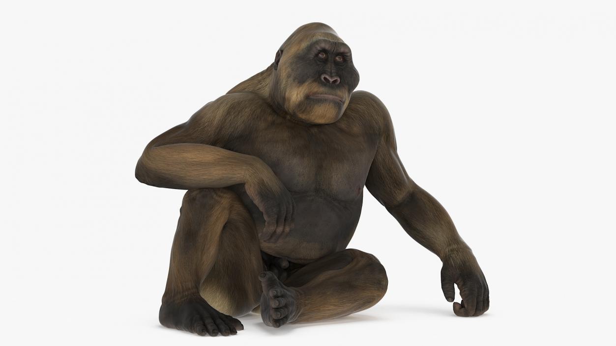 Big Ape Gigantopithecus in Sitting Pose 3D model