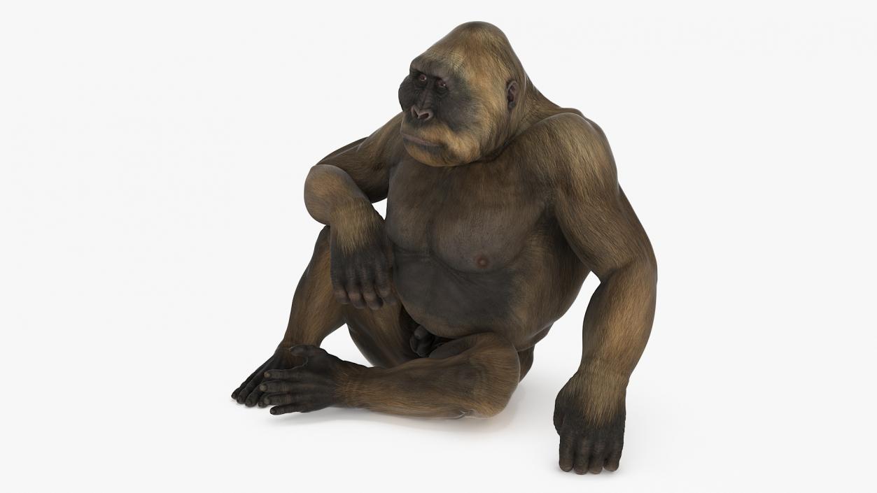 Big Ape Gigantopithecus in Sitting Pose 3D model