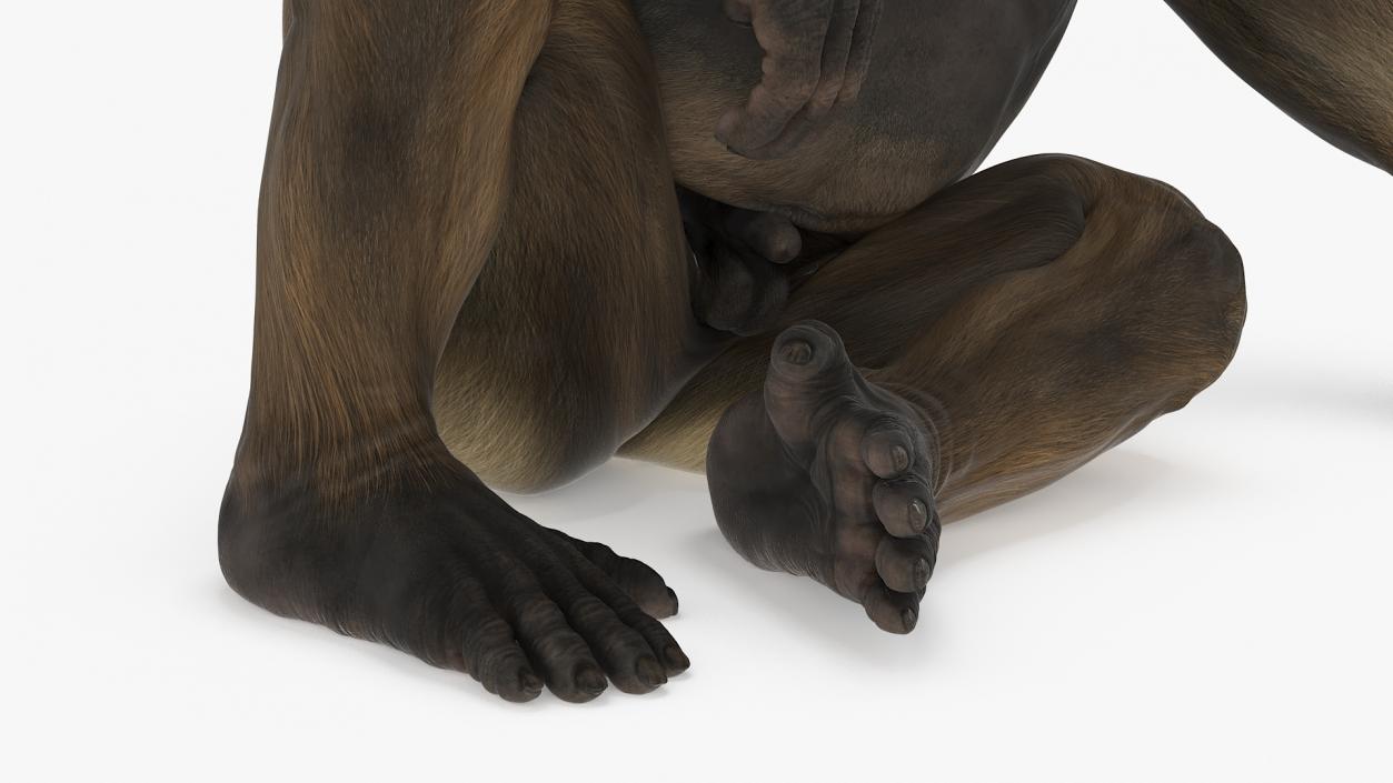 Big Ape Gigantopithecus in Sitting Pose 3D model