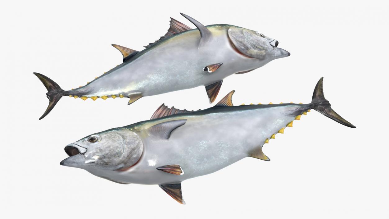 Fish Cleaning Board with Tuna 3D model