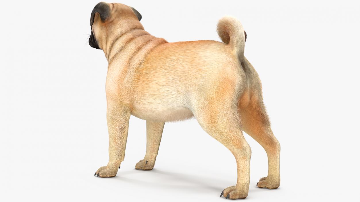 Pug Dog Neutral Pose Fur 3D model