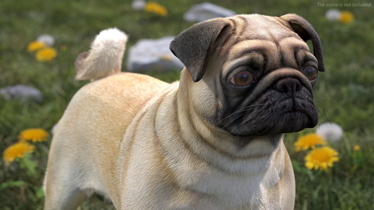 Pug Dog Neutral Pose Fur 3D model