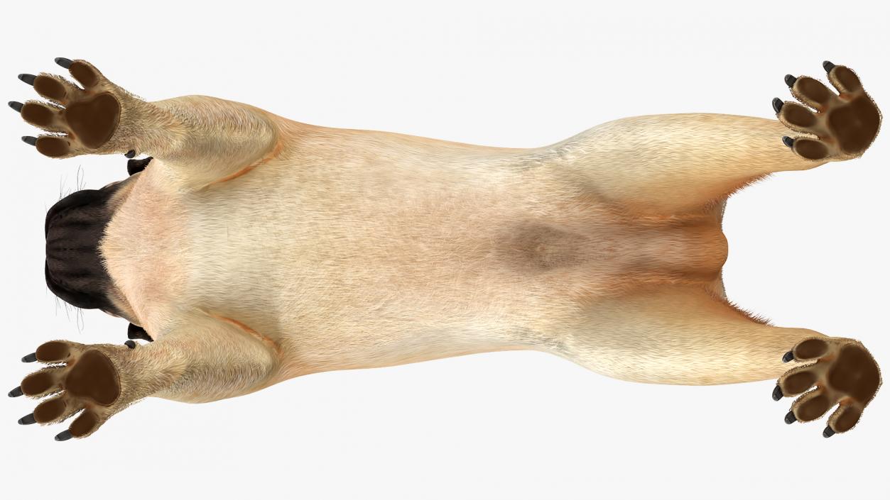 Pug Dog Neutral Pose Fur 3D model