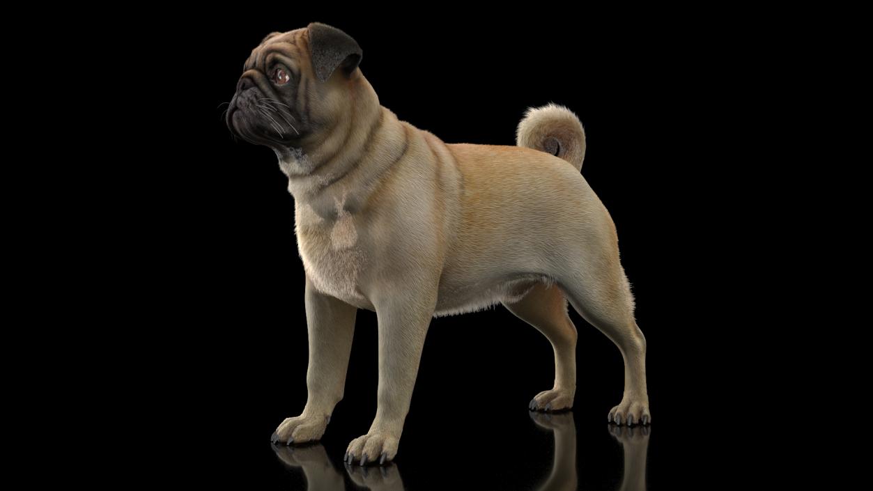 Pug Dog Neutral Pose Fur 3D model