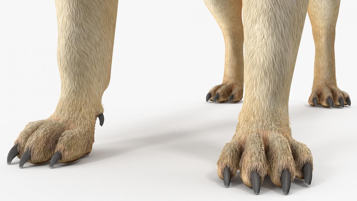 Pug Dog Neutral Pose Fur 3D model