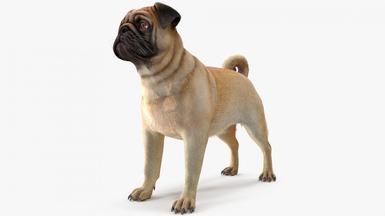 Pug Dog Neutral Pose Fur 3D model