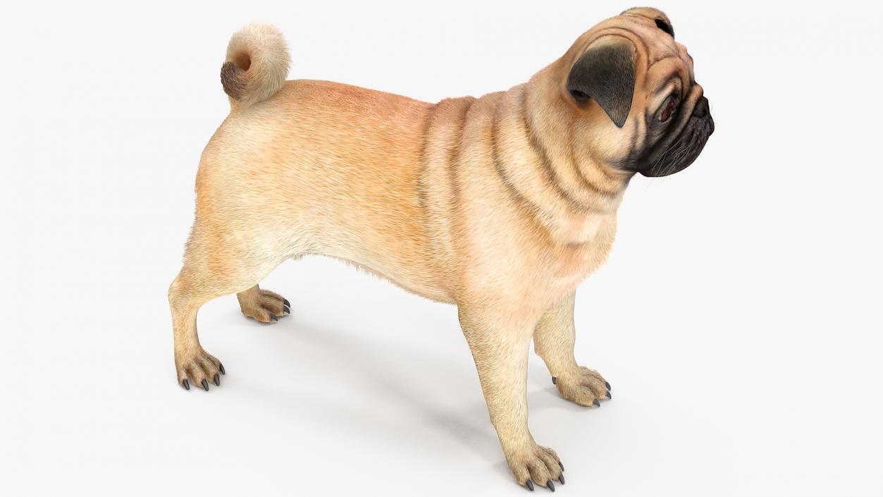 Pug Dog Neutral Pose Fur 3D model