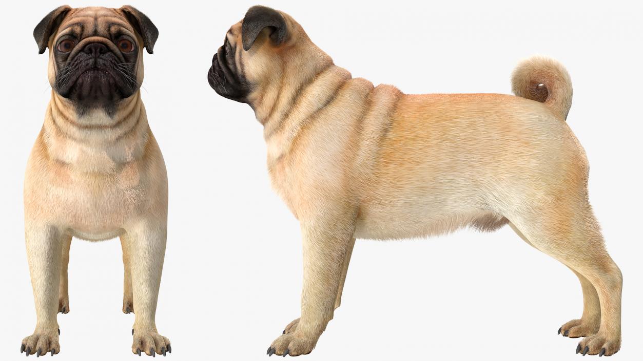 Pug Dog Neutral Pose Fur 3D model