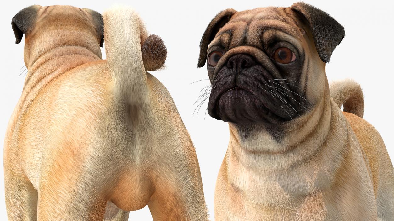 Pug Dog Neutral Pose Fur 3D model