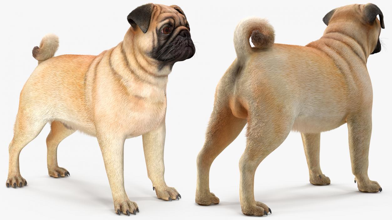 Pug Dog Neutral Pose Fur 3D model