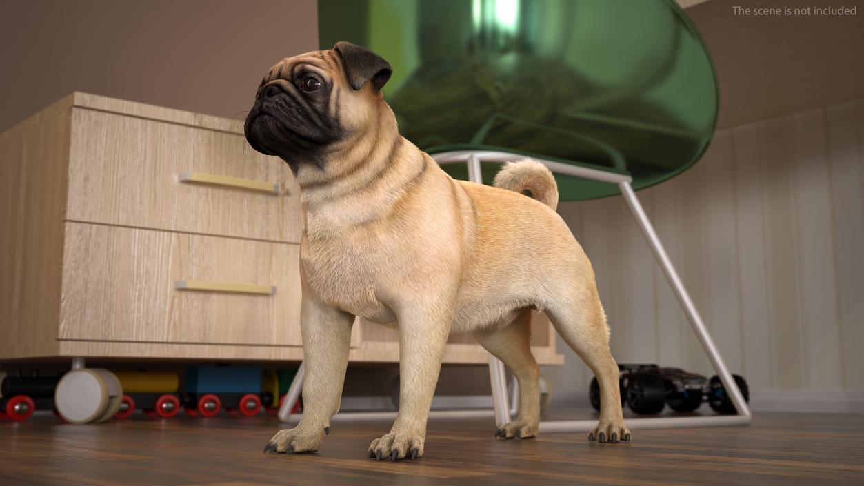 Pug Dog Neutral Pose Fur 3D model