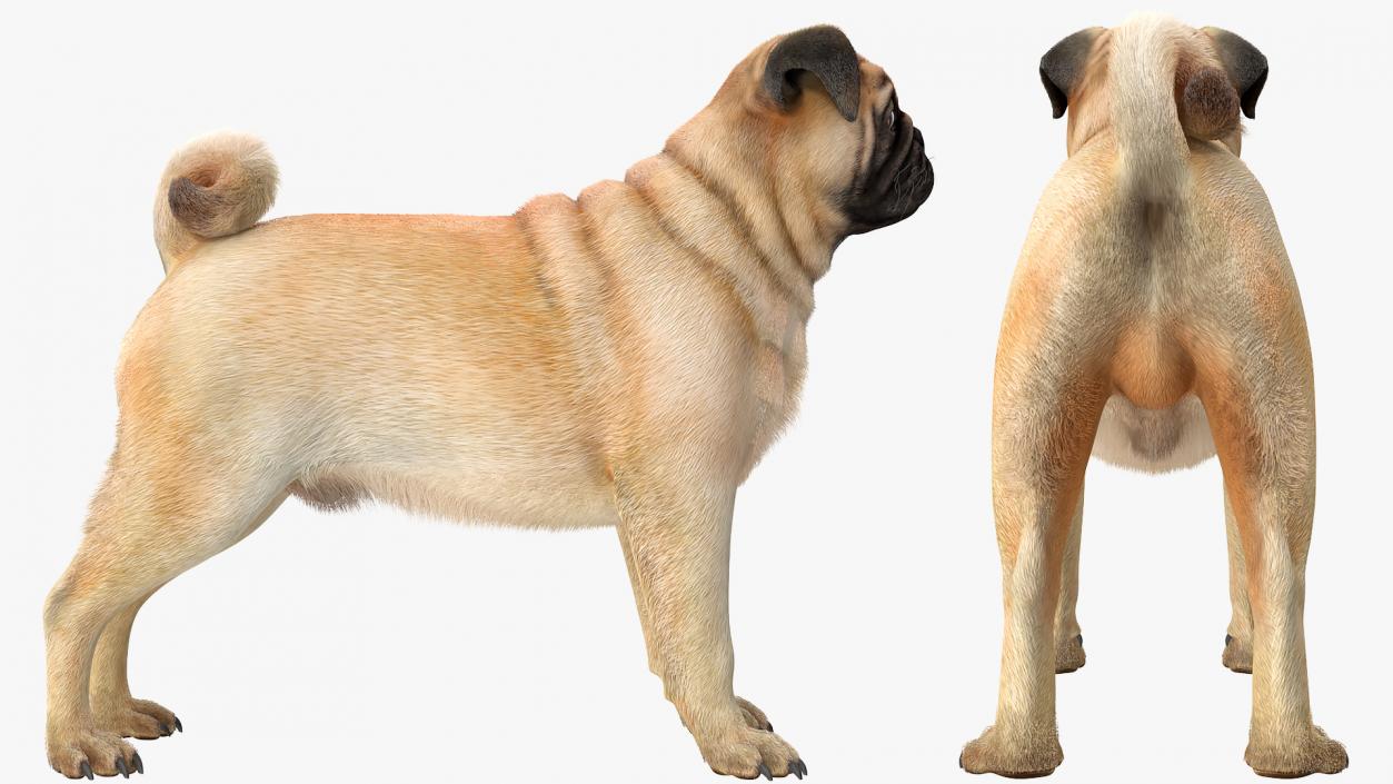 Pug Dog Neutral Pose Fur 3D model